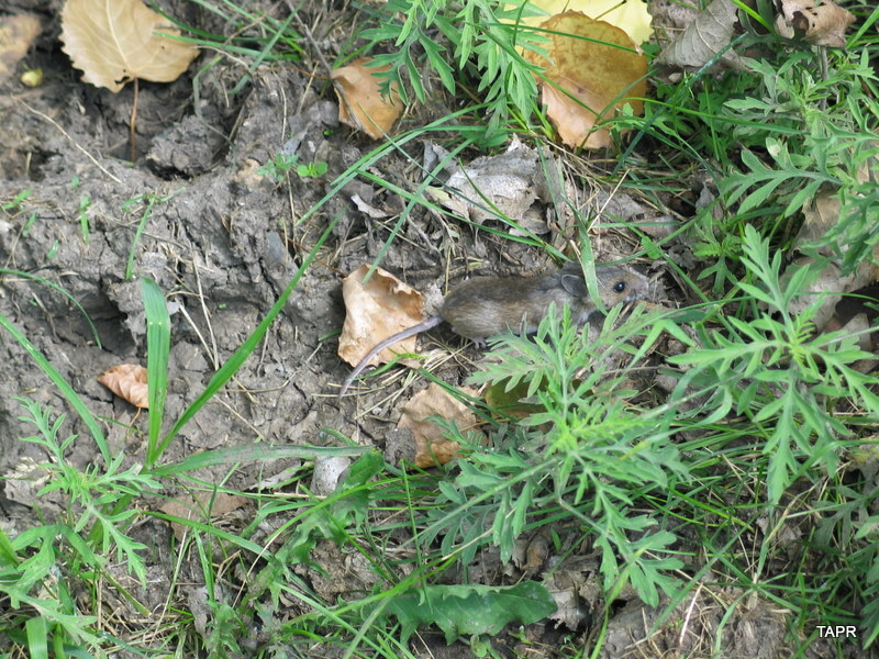 Deer mouse in grass and leaf litter.